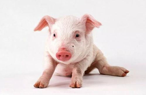 三石猪视频,揭秘农村生活的魅力与智慧