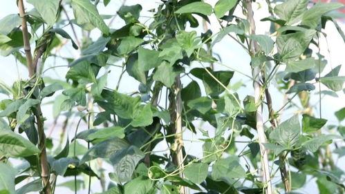 种豆角视频,从播种到收获的精彩瞬间