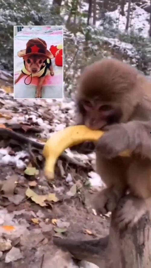 小猴子吃香蕉视频,萌态十足引网友热议