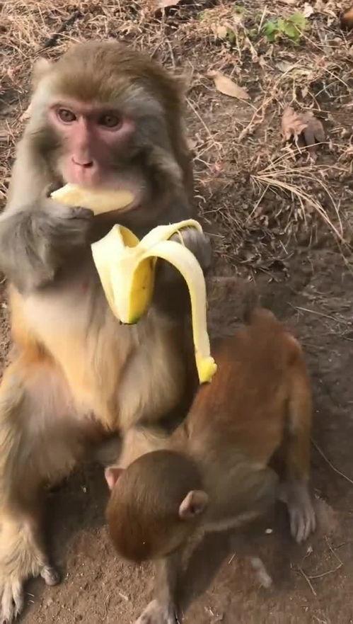 小猴子吃香蕉视频,萌态十足引网友热议