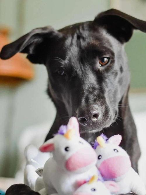 狗狗玩具视频,狗狗玩具视频大赏