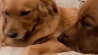 狗狗玩具视频,狗狗玩具视频大赏