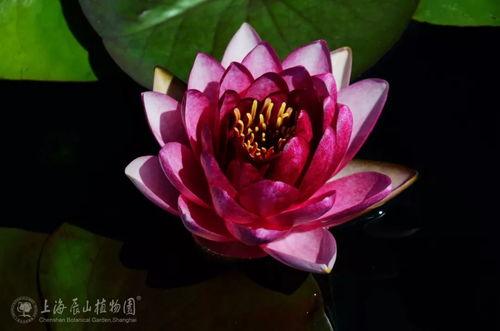 睡莲的视频,水中仙子的优雅瞬间