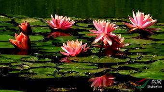 睡莲的视频,水中仙子的优雅瞬间