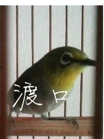 小喜鹊视频,探寻自然之美，共赏鸟类奇观