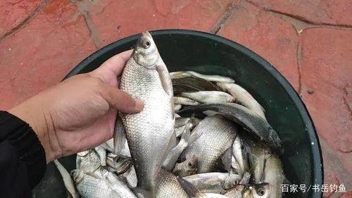 鱼痴小药视频,揭秘鱼类养殖中的神奇药物