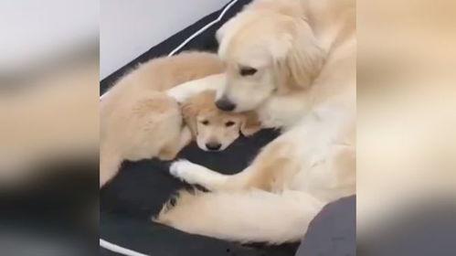 金毛狗狗视频大全搞笑,萌态百出,笑料连连