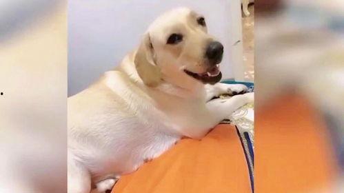 金毛狗狗视频大全搞笑,萌态百出,笑料连连