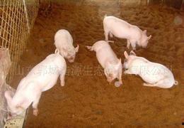 网上养鸭视频,跟随养鸭视频探索鸭舍生活