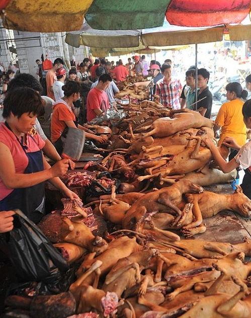 吃狗肉视频,吃狗肉视频引发的伦理争议